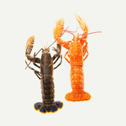 Homard breton vivant